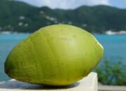 5 Manfaat Minum Air Kelapa Muda Saat Buka Puasa