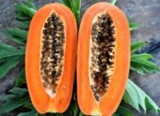 Kandungan Daun Pepaya, Obat Alami Cocok Atasi Penyakit DBD