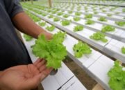 10 Contoh Usaha di Bidang Pertanian yang Menjanjikan