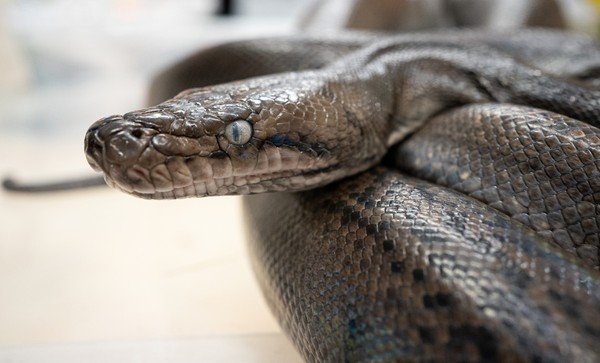 seorang wanita berusia 50 tahun, Farida, warga Desa Kalempang, Kebupaten Sidrap, Sulawesi Selatan. Farida ditemukan tewas di dalam perut ular piton sepanjang 6 meter