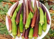 Ternyata ini 17 Makanan Dapat Menurunkan Gula Darah