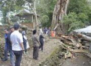 Pohon Tumbang di Situs Mattabulu Soppeng, 9 Orang Tewas