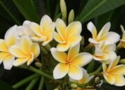 Begini Fakta Ilmiah Dibalik Kesan Mistis Pohon Kamboja