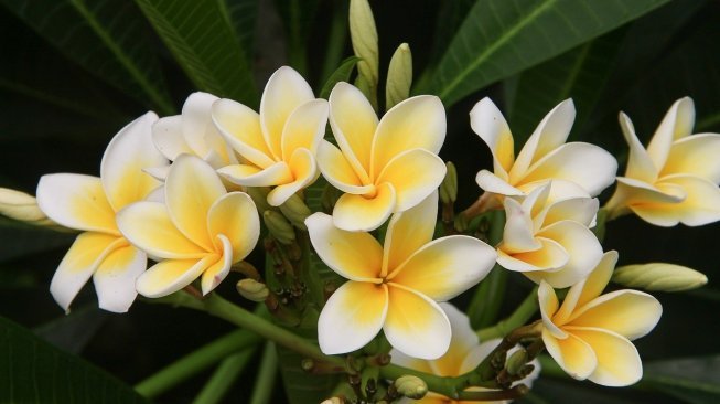 Begini Fakta Ilmiah Dibalik Kesan Mistis Pohon Kamboja