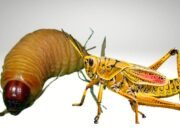 Belalang dan Ulat Sagu Jadi Menu Alternatif Protein Makan Bergizi Gratis