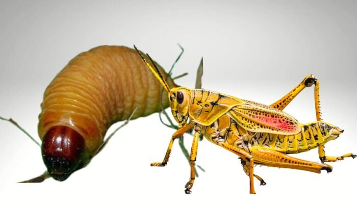 Belalang dan Ulat Sagu Jadi Menu Alternatif Protein Makan Bergizi Gratis