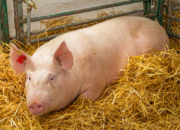 TEMPO Terima Kiriman Kepala Babi, Ketua Dewan Pers: Tindakan Kekerasan kepada Pers