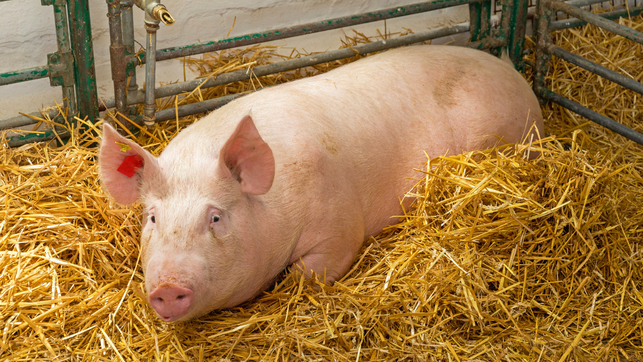 Kantor Tempo mendapat kiriman kepala babi pada Rabu (19/3/2025). Kepala babi itu dibungkus kotak kardus yang dilapisi styrofoam, ditujukan kepada Cica, nama panggilan Francisca Christy Rosana, wartawan desk politik dan host siniar Bocor Alus Politik (BAP)
