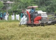 Produksi Gabah di Pinrang Akan Meningkat Panen Raya, Dinas TPH: Tidak Ada Lagi Potongan