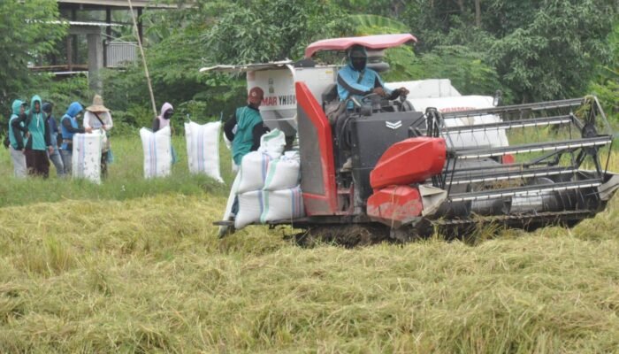 Produksi Gabah di Pinrang Akan Meningkat Panen Raya, Dinas TPH: Tidak Ada Lagi Potongan