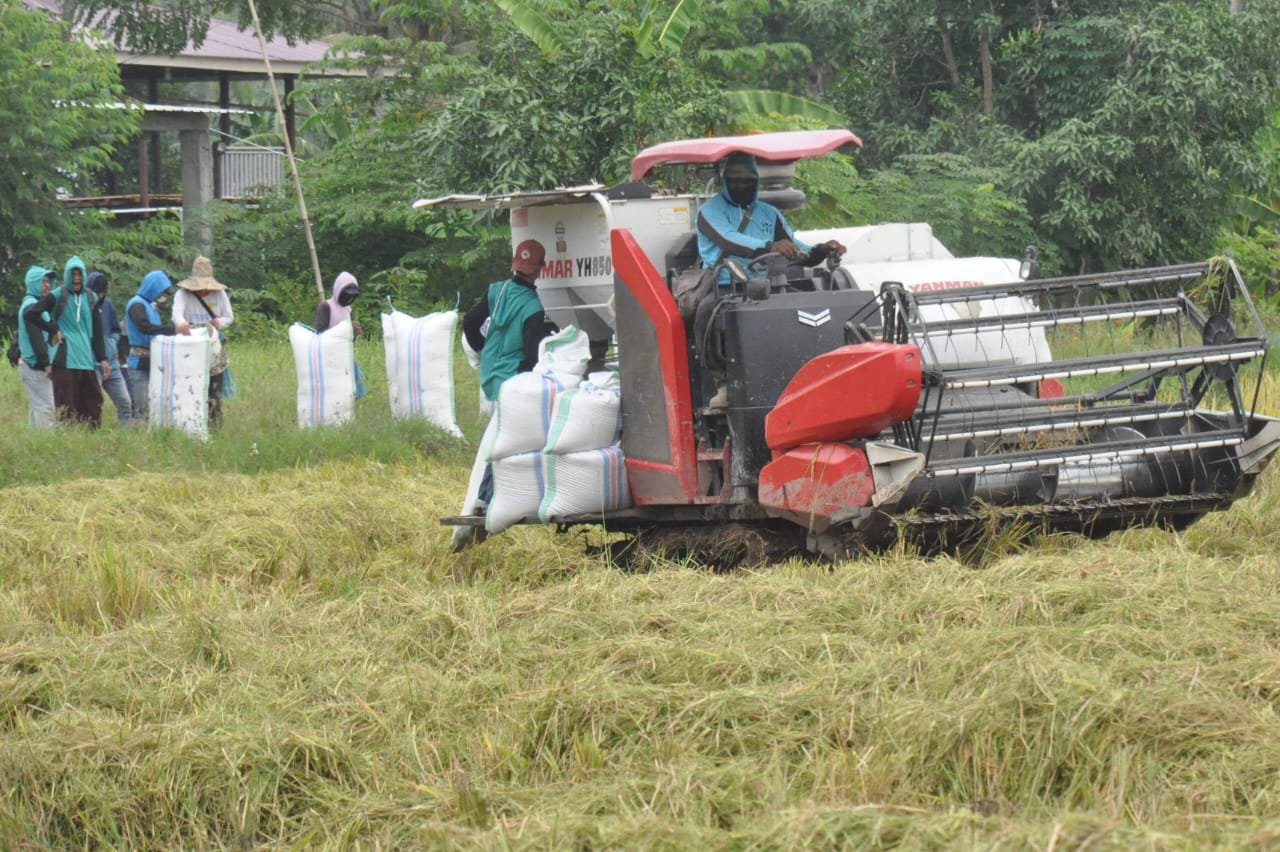 Panen padi di Paleteang, Kabupaten Pinrang 2024 (dok. angindai.com)