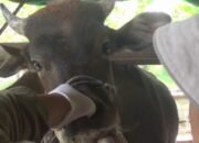 Ribuan Ekor Sapi di Sinjai Terjangkit Penyakit Mulut dan Kuku