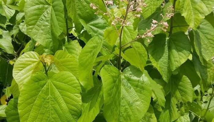 Manfaat Daun Paliasa Ramuan Tradisional Suku Bugis