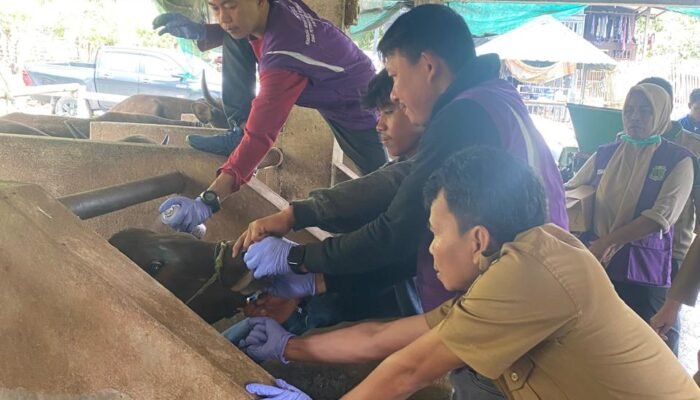 Pemkab Pinrang Pastikan Hewan Qurban Sehat dan Layak