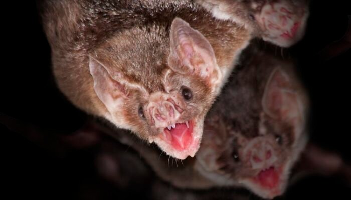 Menguak Fakta Kelelawar Vampir Penghisap Darah