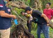 Kerangka Manusia Ditemukan dalam Batang Pohon Aren, Diduga Korban Pembunuhan