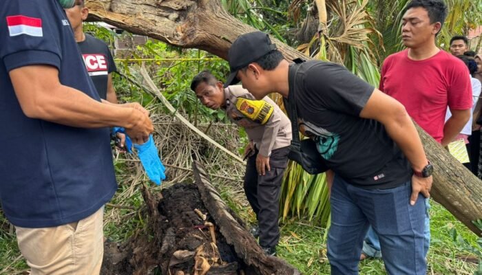 Kerangka Manusia Ditemukan dalam Batang Pohon Aren, Diduga Korban Pembunuhan