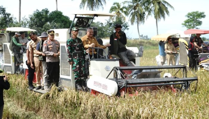 Produksi Padi Pinrang 2025 Tembus 688 Ribu Ton, Meningkat 8,4 Persen Dibanding 2024