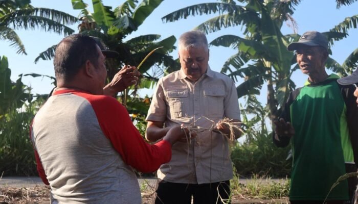 Serangan OPT, Penyakit Kresek dan Cuaca Ekstrem Menjadi Penyebab Gagal Panen di Pinrang