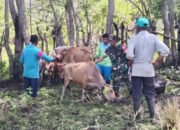 Cegah Penyakit Mulut dan Kuku, Babinsa Ikut Pantau Kesehatan Hewan Ternak di Mattiro Bulu
