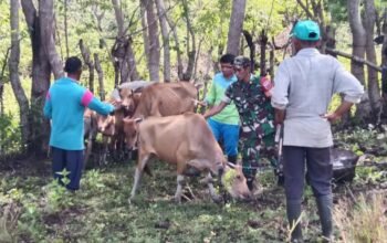 Cegah Penyakit Mulut dan Kuku, Babinsa Ikut Pantau Kesehatan Hewan Ternak di Mattiro Bulu