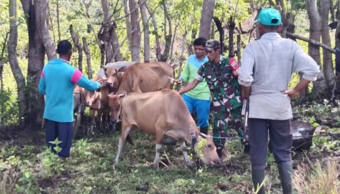 Cegah Penyakit Mulut dan Kuku, Babinsa Ikut Pantau Kesehatan Hewan Ternak di Mattiro Bulu