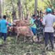 Cegah Penyakit Mulut dan Kuku, Babinsa Ikut Pantau Kesehatan Hewan Ternak di Mattiro Bulu