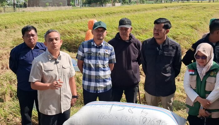 Panen Perdana Padi di Paleteang Pinrang Tembus 13 Ton Per Hektare