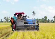 Petani Tiroang Pinrang Panen Padi 11 Ton per Hektare Saat Kemarau