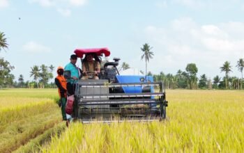 Petani Tiroang Pinrang Panen Padi 11 Ton per Hektare Saat Kemarau