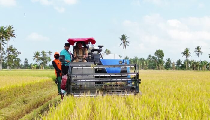 Petani Tiroang Pinrang Panen Padi 11 Ton per Hektare Saat Kemarau