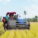 Petani Tiroang Pinrang Panen Padi 11 Ton per Hektare Saat Kemarau