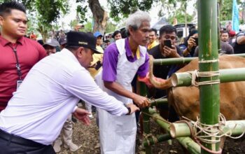 Peternak di Soppeng Terima Bantuan Rp2 M