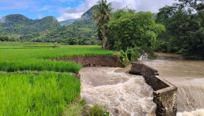 Bendungan Padang Batulappa Rusak Parah, Ratusan Hektar Sawah Terendam