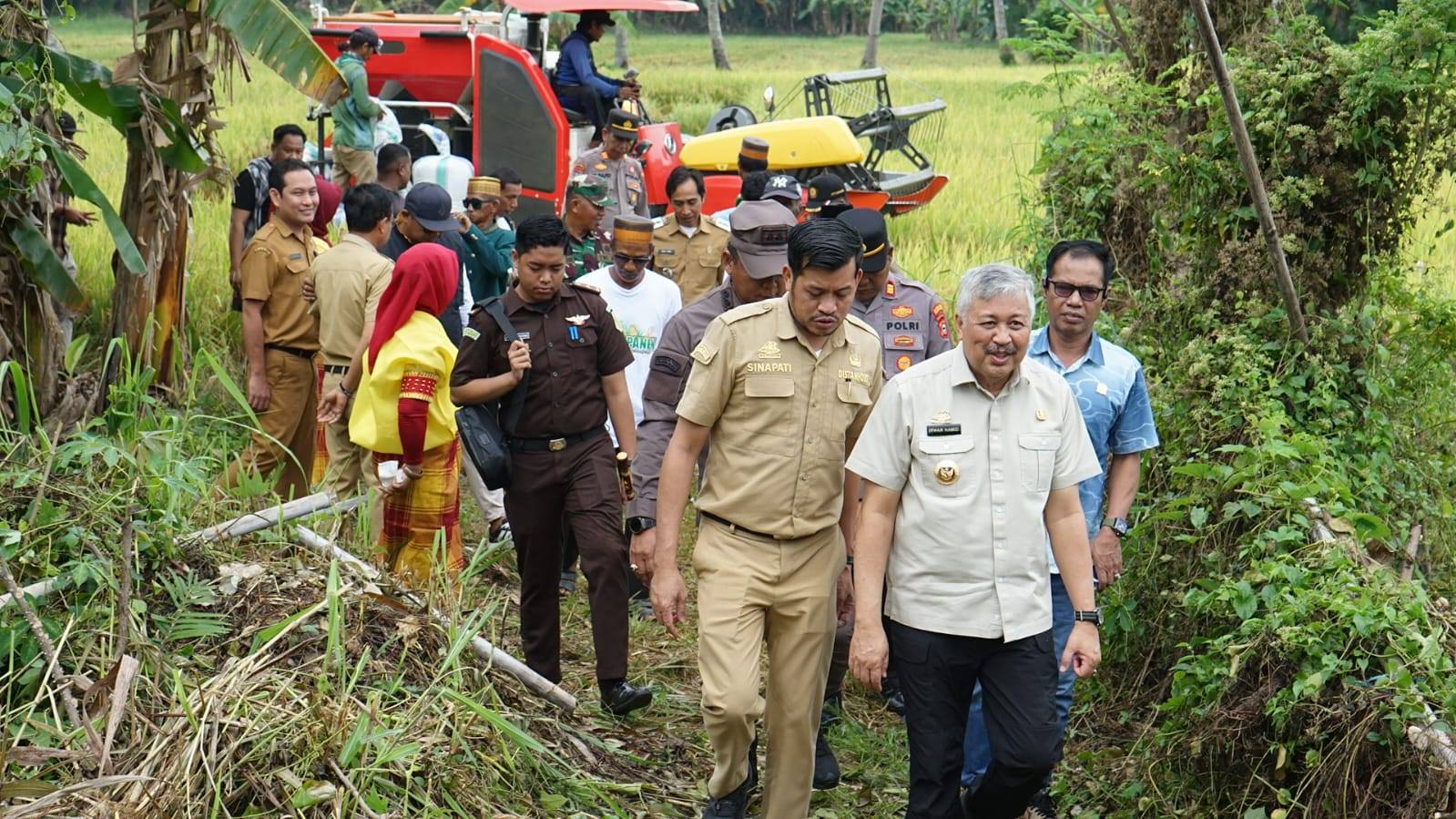 Bupati Pinrang Irwan Hamid hadiri Pesta Panen Raya di Pekkabata, Duampanua. Hasil panen mencapai rekor 8,6 ton/ha, menjadi wujud syukur dan dukungan pangan nasional.